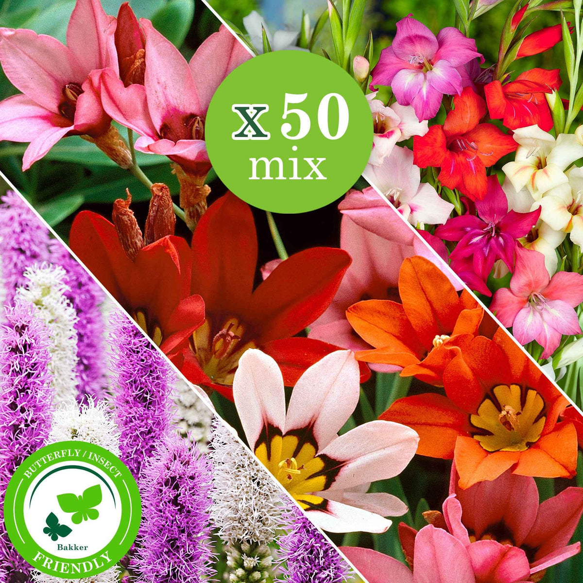 50 Bulbes de fleurs For Bees & Butterflies en mélange - Gladiolus nanus, sparaxis, liatris spicata - Bakker