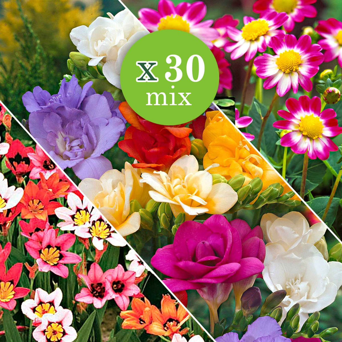 Freesia, sparaxis, dahlia - 30 Bulbes de fleurs d'été en mélange - Pack de bulbes pour bordure