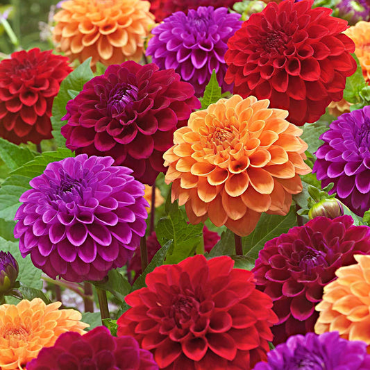 5 Dahlias Pompon Ball en mélange - Bakker