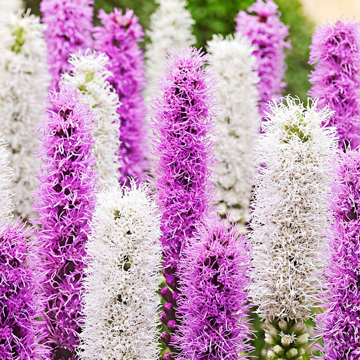 12 Plumes du Kansas mauves et blanches - Liatris spicata - Bakker