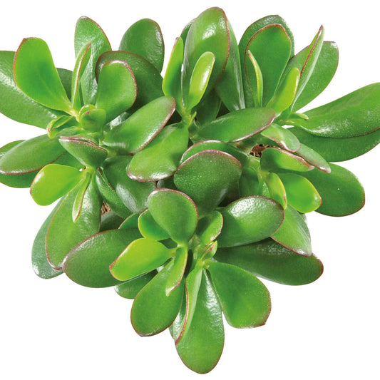 Crassula à feuilles ovales - Bakker
