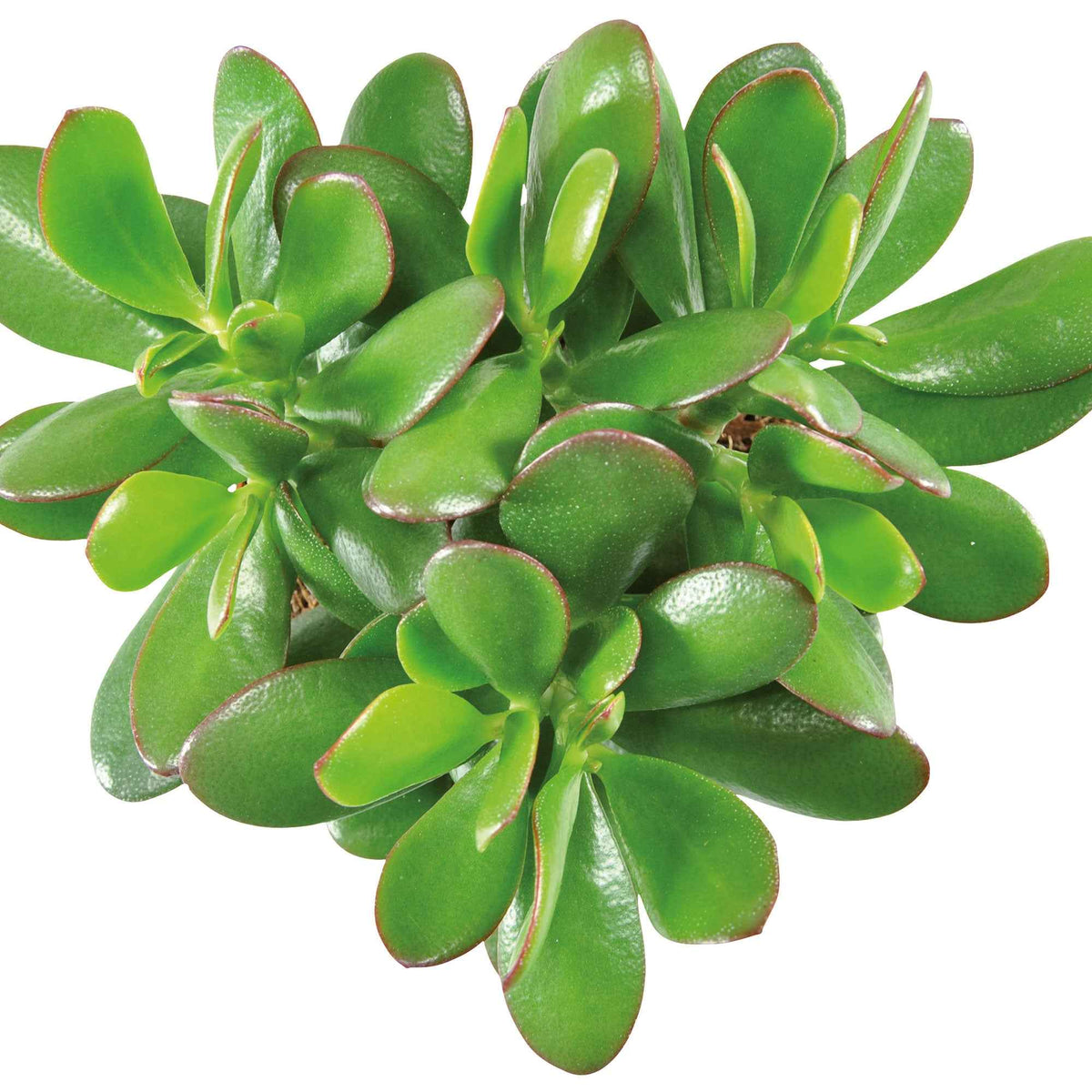 Crassula ovata argentea - Crassula à feuilles ovales - Cactus et plante grasse