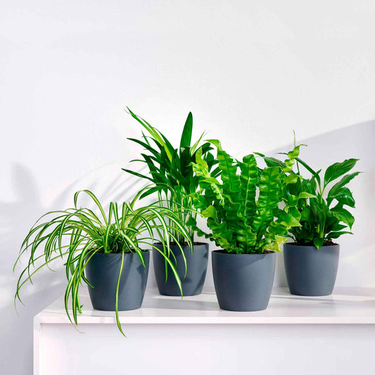 4x Plantes purificatrices d'air - Collection colorée