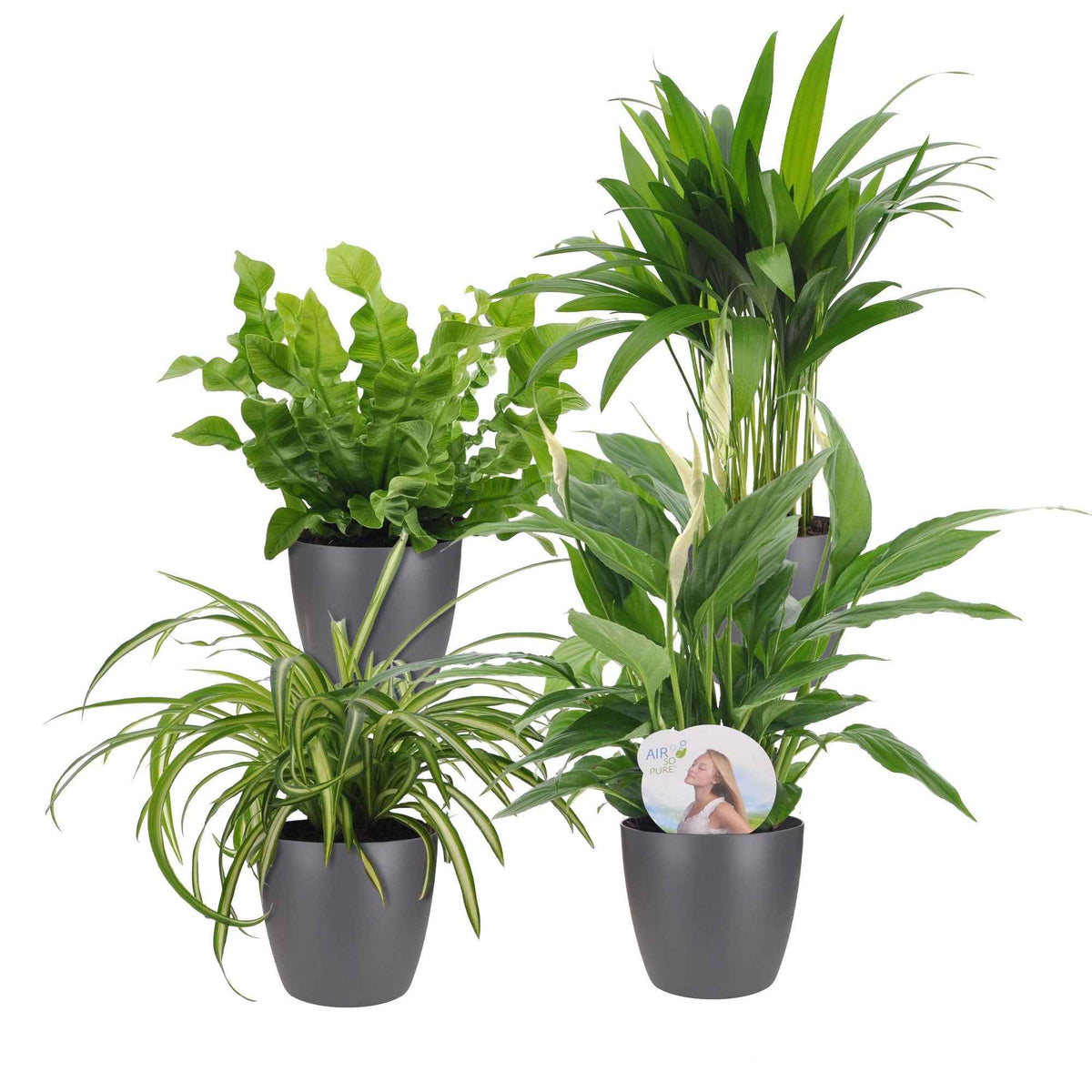 Collection de plantes dépolluantes et ses cache-pots gris ELHO - Luchtz. plant 4 st - Bakker