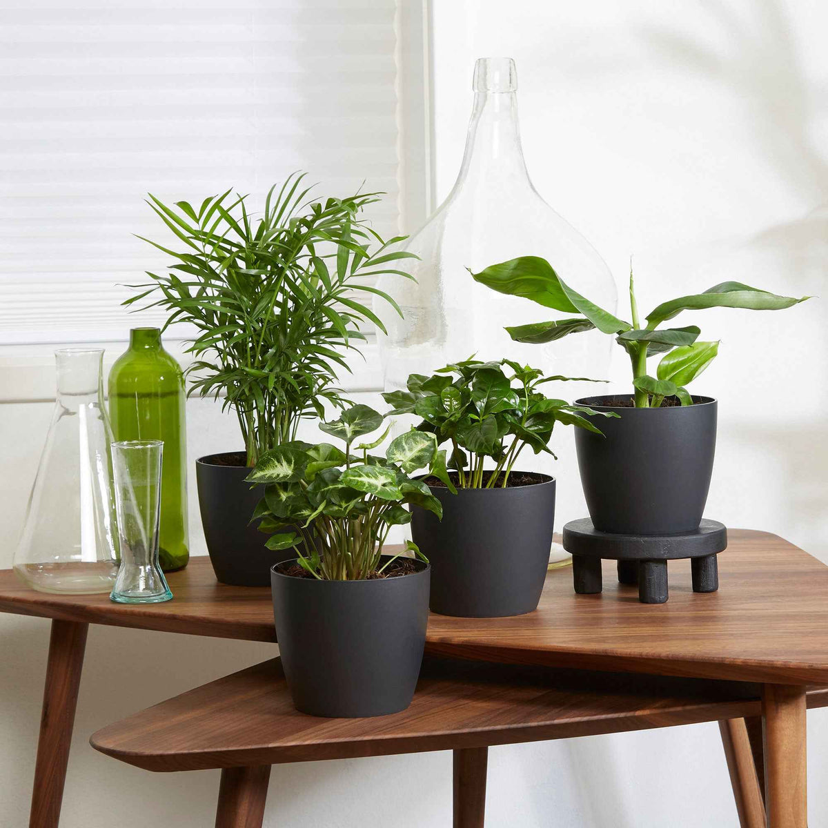 Plantes d'intérieur tropicales et ses cache-pots gris ELHO - Bakker