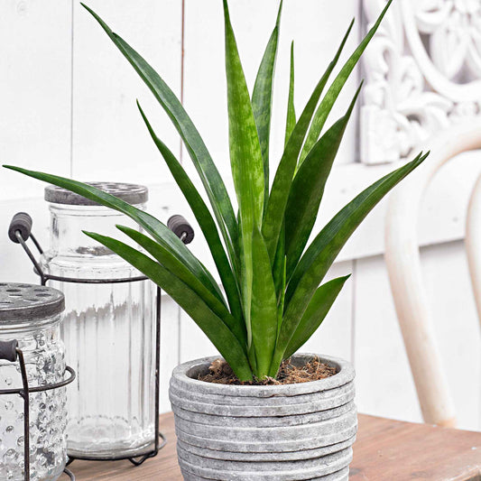 Langue de belle-mère Sansevieria 'Friends' - Facile d’entretien