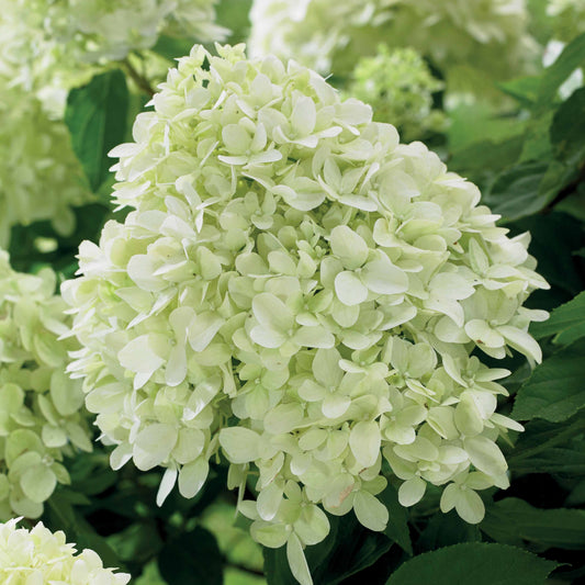 Hortensia 'Little Spooky' - Bakker