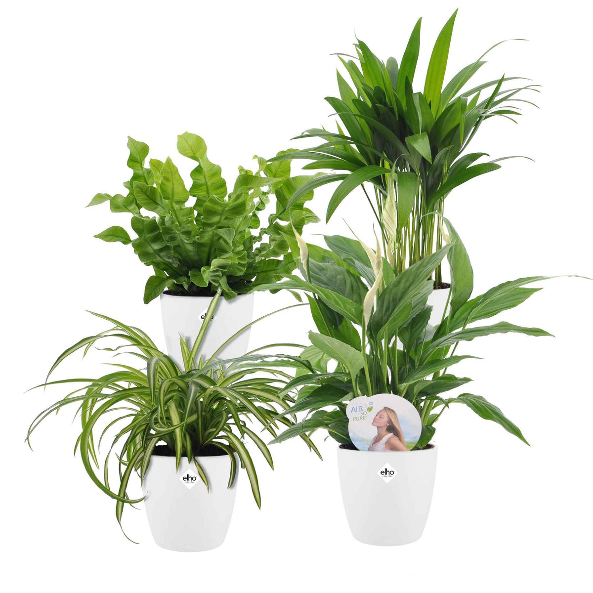 Collection de plantes dépolluantes et ses cache-pots blancs ELHO - Dypsis, Chlorophytum, Asplenium, Spathiphyllum - Bakker