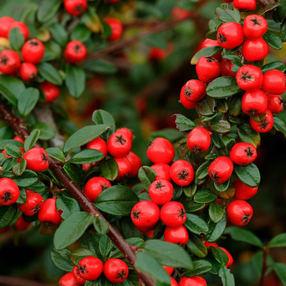 Arbustes fleuris - Cotonéaster 'Coral Beauty' - Cotoneaster suecicus Coral Beauty
