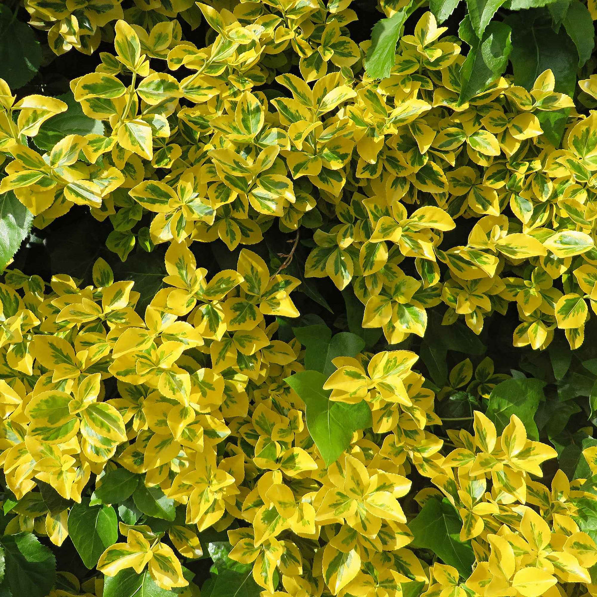 Fusain Emerald and Gold - Euonymus fortunei Emerald and Gold - Bakker