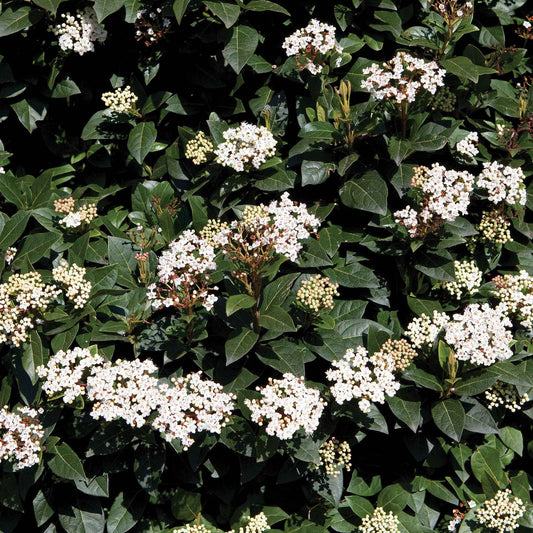 Viorne tin - Bakker