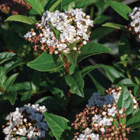 Laurier tin - Arbustes fleuris - Viburnum tinus