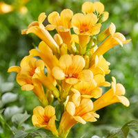 Fleur en trompette Campsis 'Gold Trumpet' jaune - Arbustes