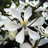 Clématite 'Armandii' blanc - Arbustes