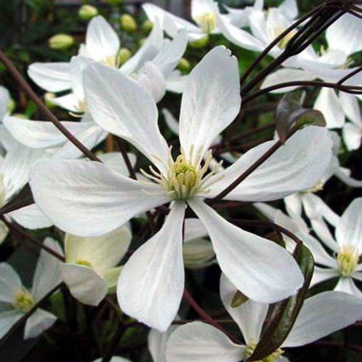 Clématite 'Armandii' blanc - Clematis armandii - Bakker