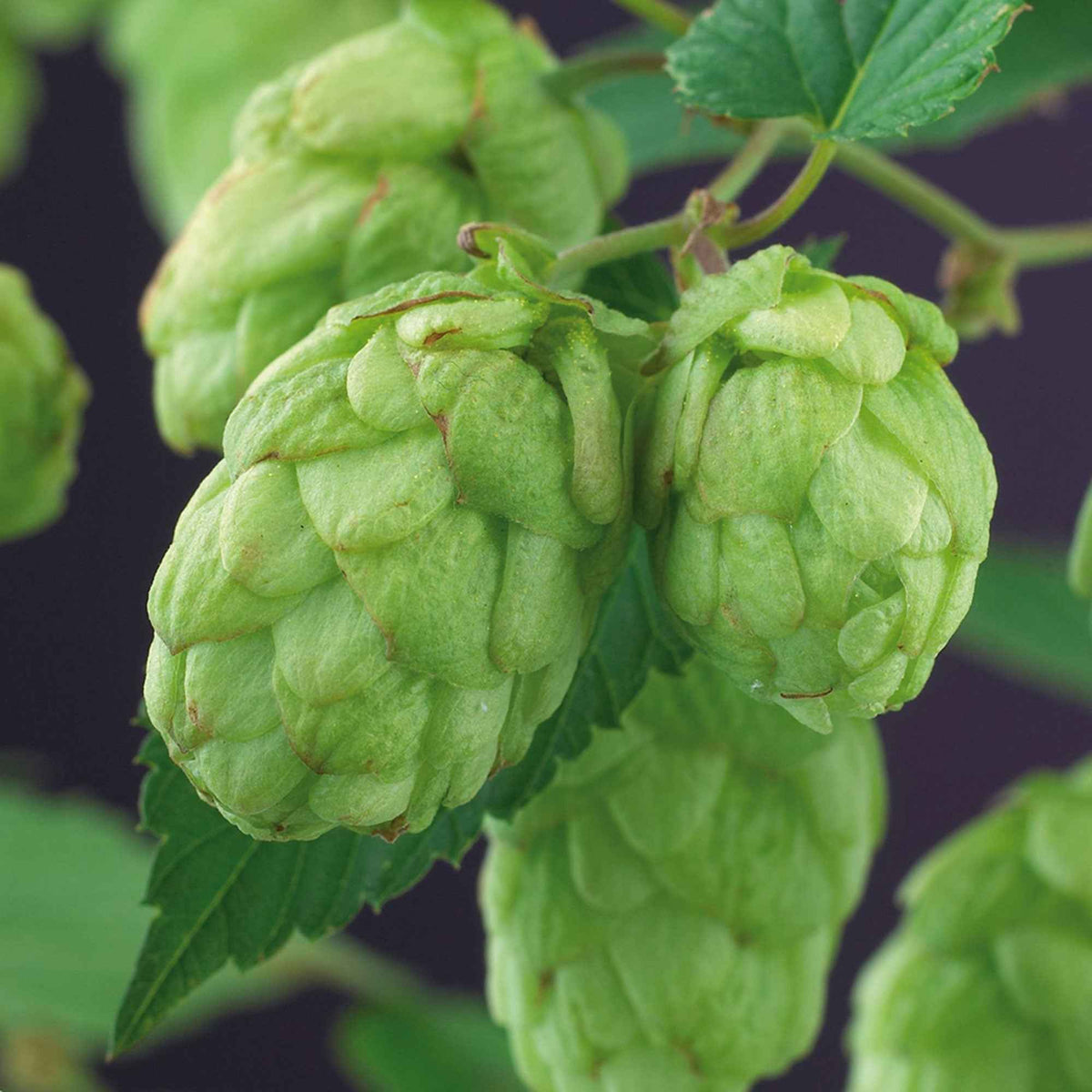 Plantes grimpantes - Houblon Magnum - Humulus lupulus magnum