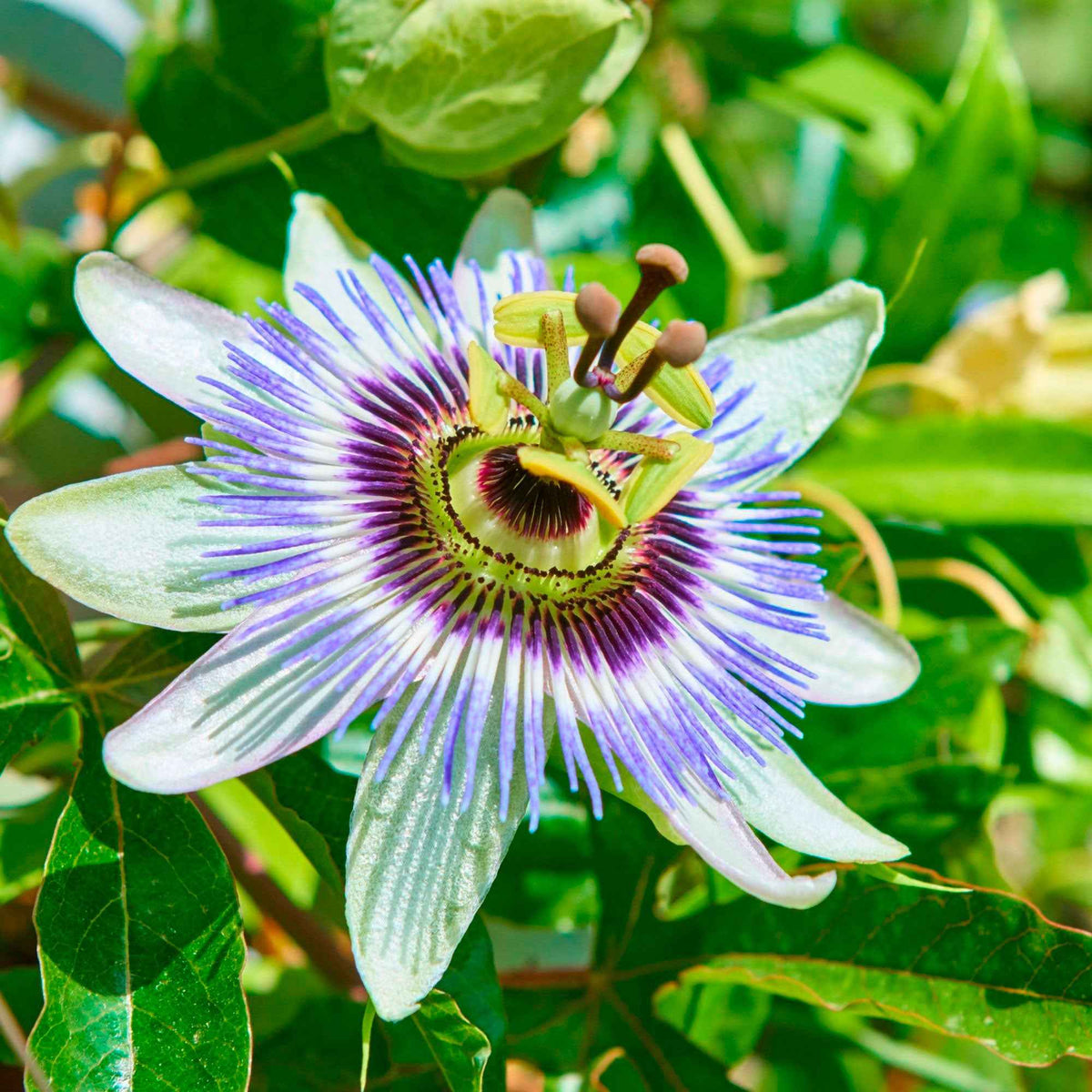 Passiflore bleue - Bakker