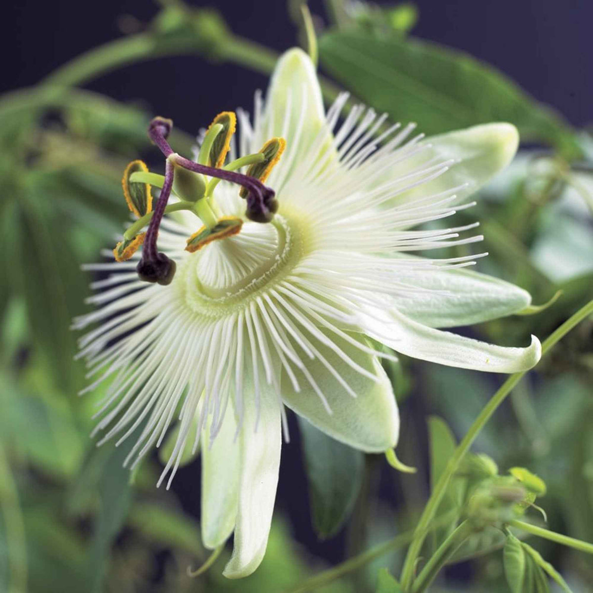 Passiflore 'Constance Elliot' - Passiflora caerulea constance elliot - Bakker