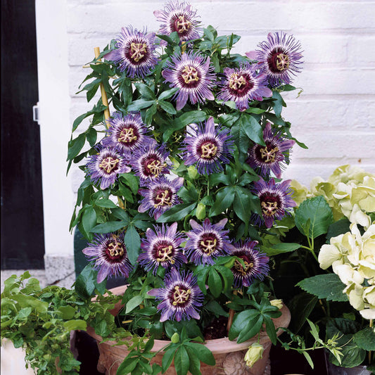 Passiflore 'Purple rain' - Passiflora purple rain - Plantes d'extérieur