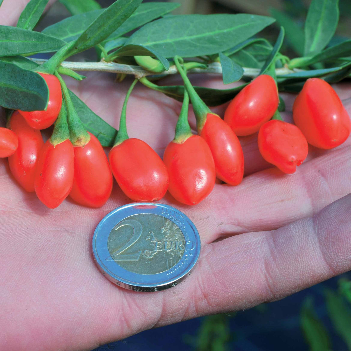 Goji Princesse TAO - Lycium barbarum princess tao ® 'fpw03' - Bakker
