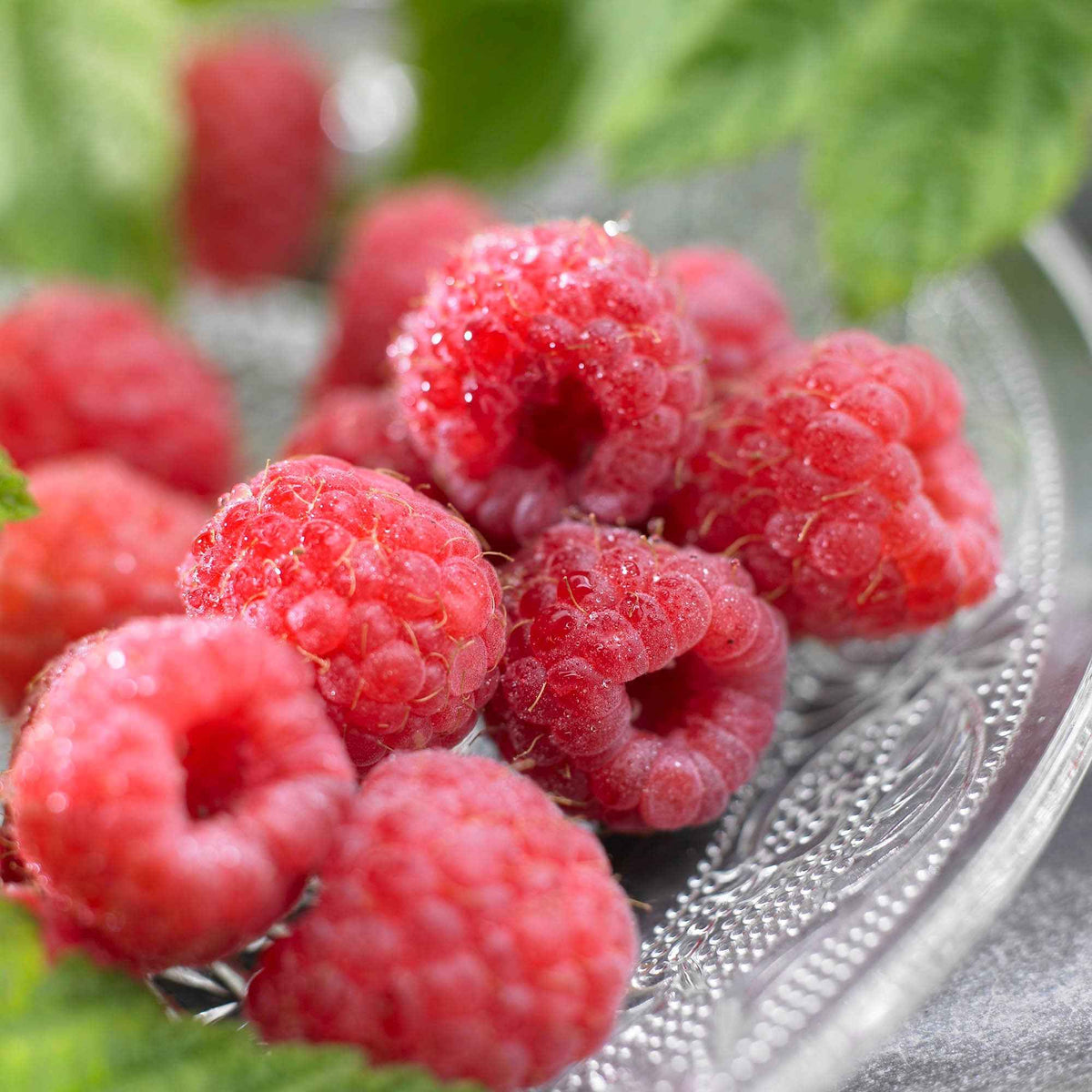 Framboisier 'Malling Promise' - Bakker