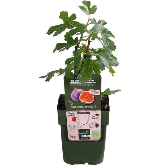 Figuier Ficus carica 'Perretta' - vert-marron - Bio - Arbres et haies