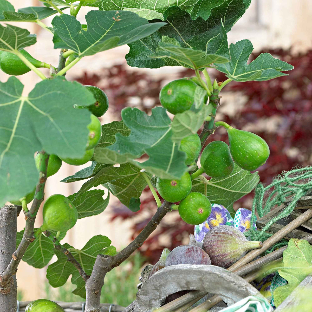 Collection de 3 fruitiers d'été : Figuier, Mûrier, Kiwi - Morus nigra 'mulle', ficus gustissimo 'perretta', actinidia delciosio - Bakker