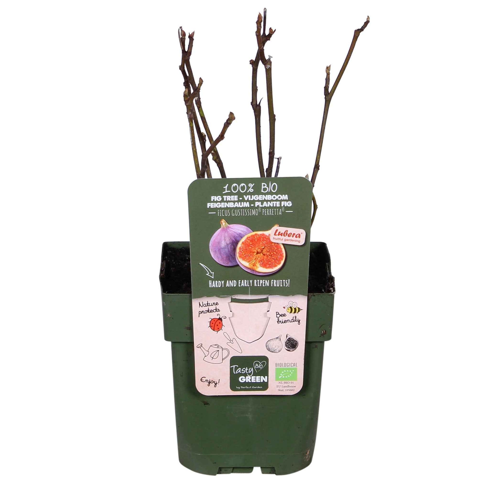 Figuier Ficus carica Perretta - vert-marron - Bio - 1x Hauteur 30-50 cm, Diamètre 13 cm - Arbres et haies - undefined