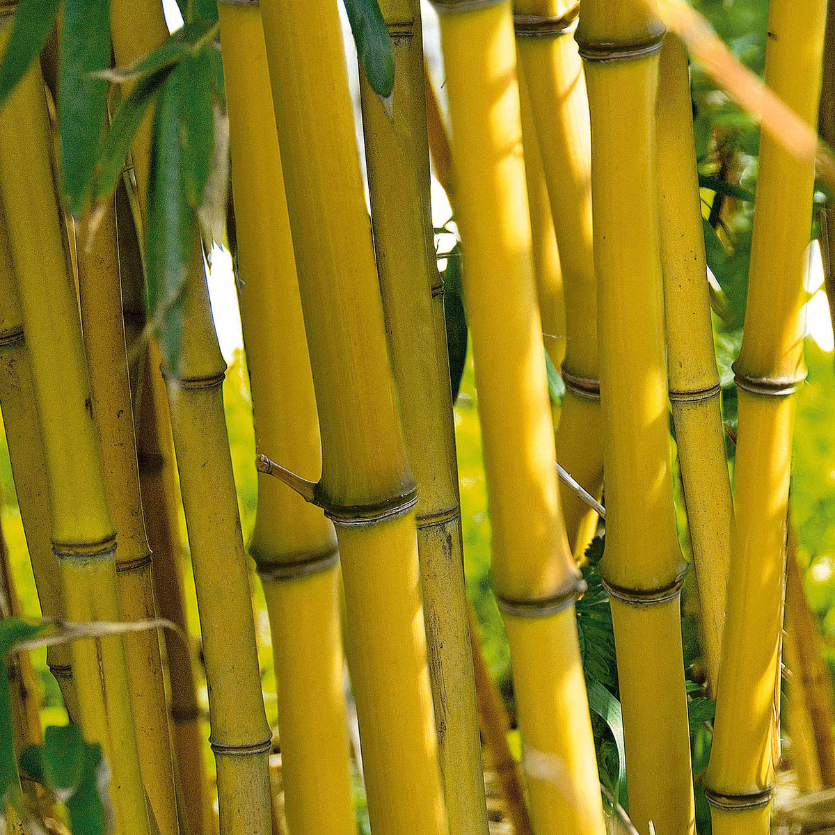 Bambou - Bambou traçant jaune - Phyllostachys aureosulcata aureocaulis