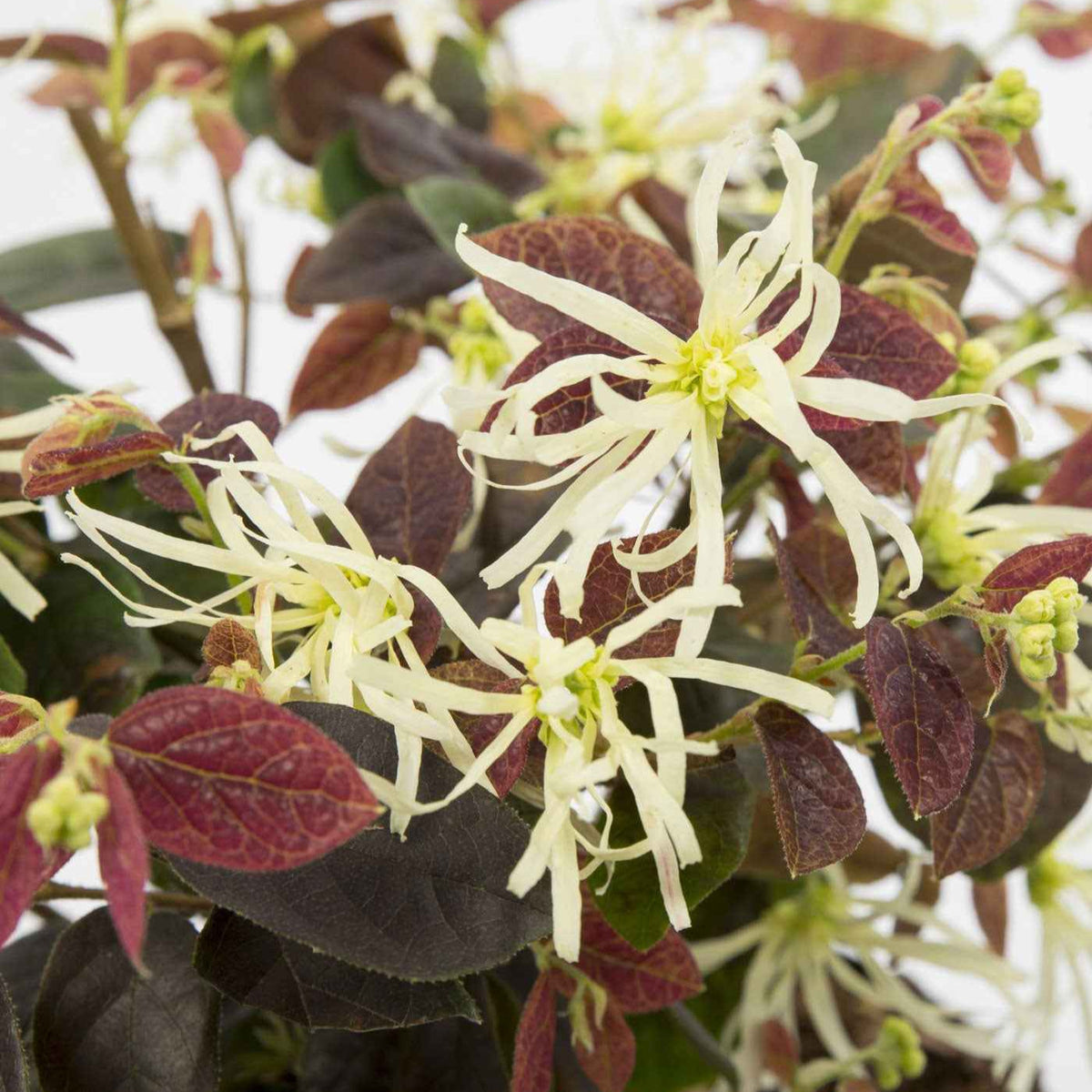 Loropétale de Chine Loropetalum 'Ruby Snow' blanc - Loropetalum chinense Iwai' Ruby Snow - Bakker