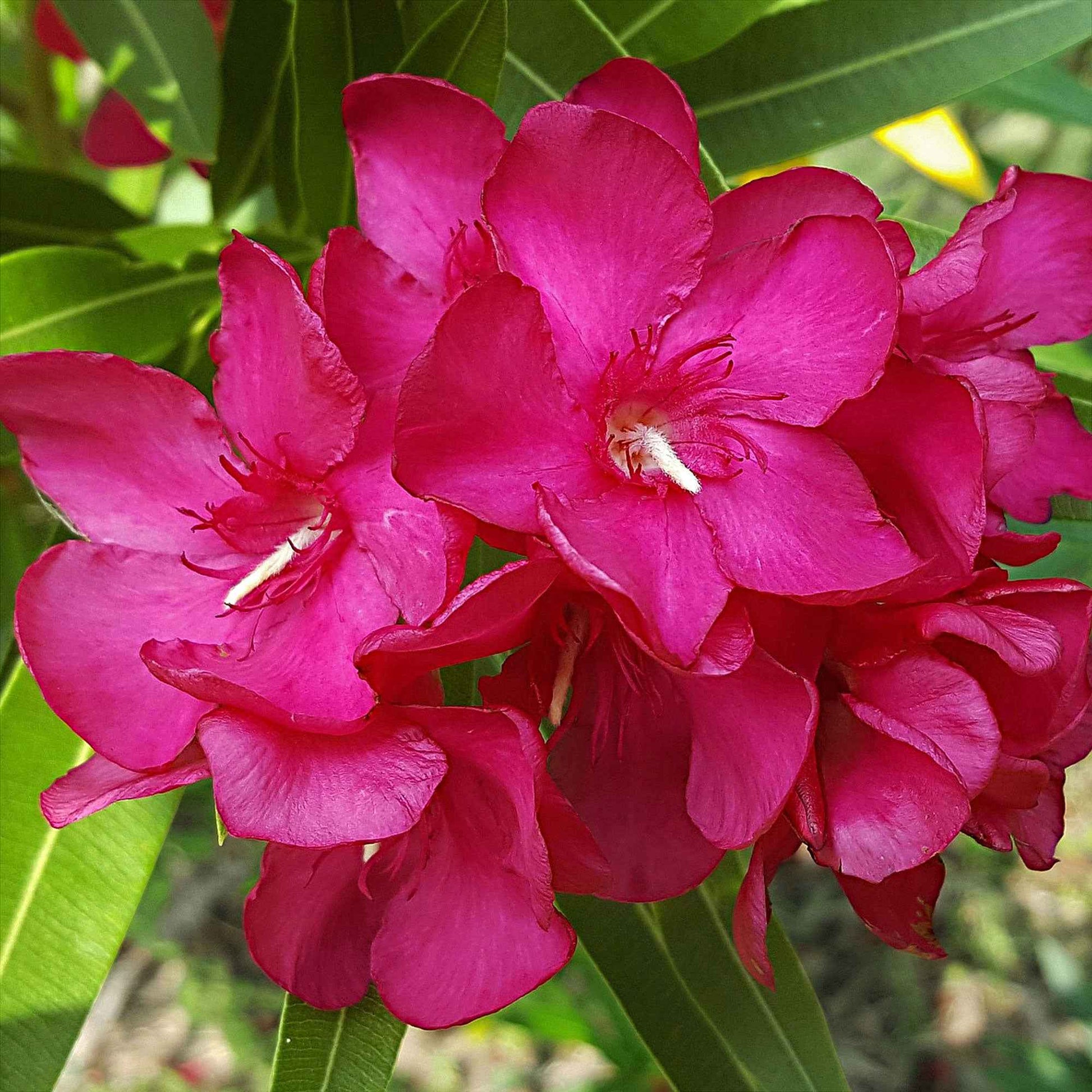 Laurier-rose - Fleurs de balcon