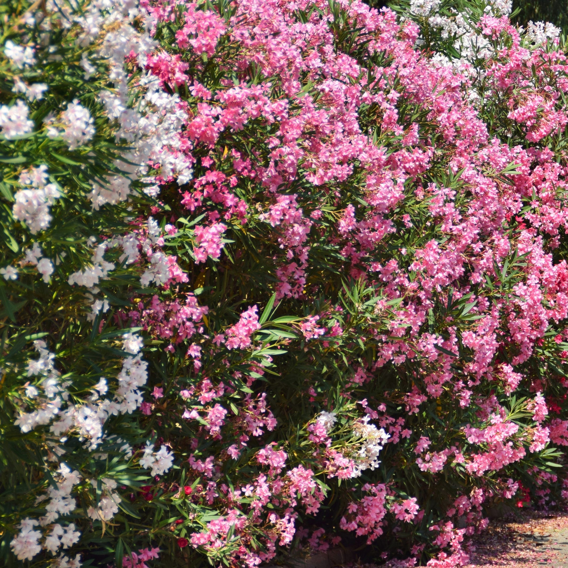 Vente Laurier-rose - Nerium oleander