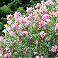 Laurier-rose - Caractéristiques des plantes