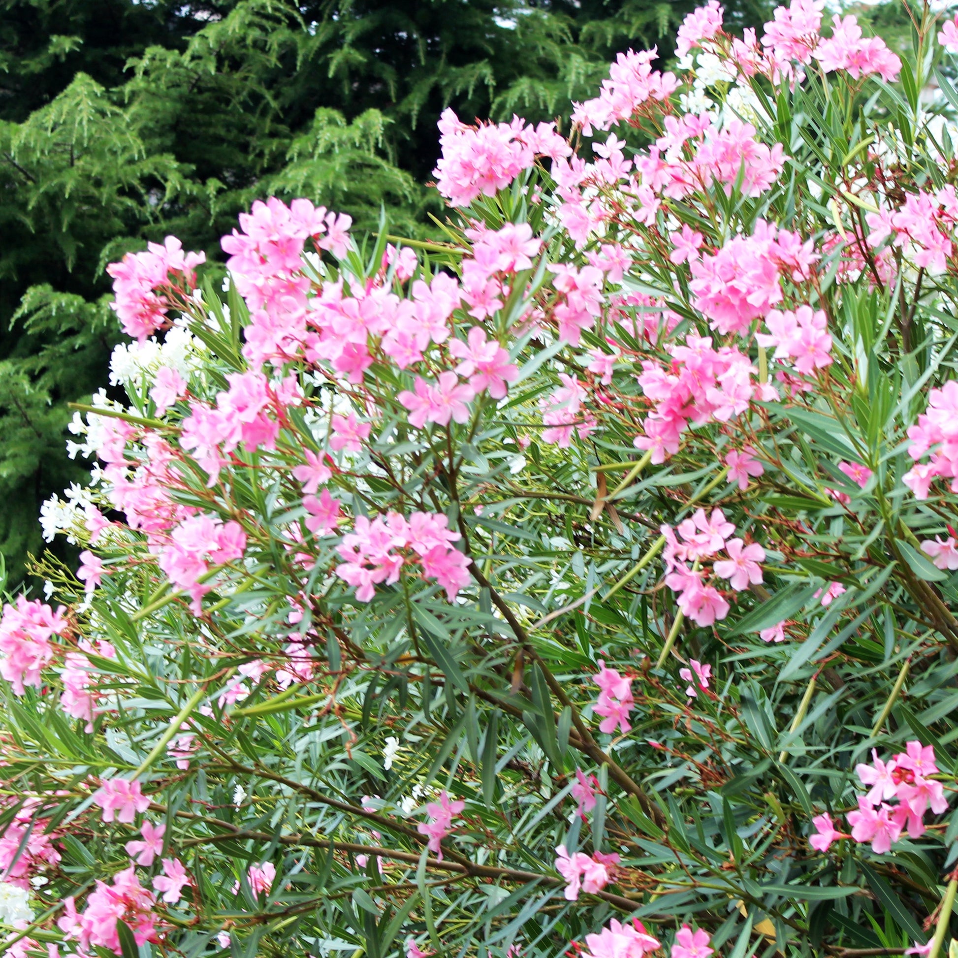 Laurier-rose - Caractéristiques des plantes