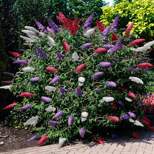 Arbre à papillons 'Tricolor' - Arbre à papillons - Buddleja