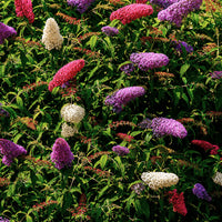 Arbre à papillons 'Tricolor' - Buddleja davidii empire blue, pinkdelight, white - Bakker