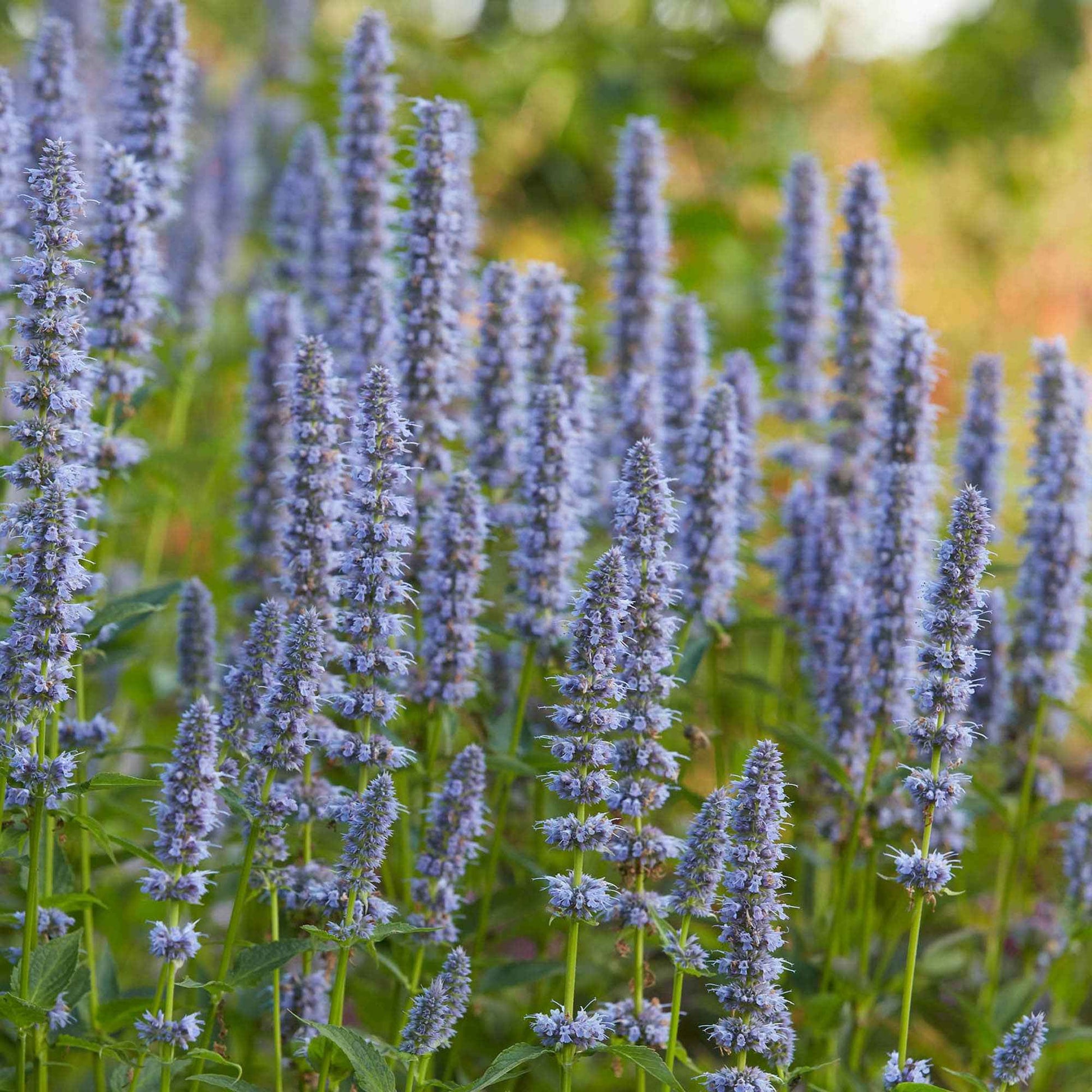 Agastache 'Blue Fortune' - Arbustes à papillons et plantes mellifères