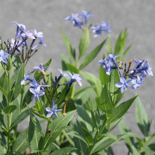 Amsonie 'Blue Ice' - Caractéristiques des plantes
