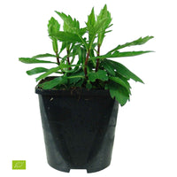 Aster nain d Automne Asran - 1x hauteur de livraison 25-35 cm, pot de Diamètre 12,5 cm - Arbustes à papillons et plantes mellifères - undefined