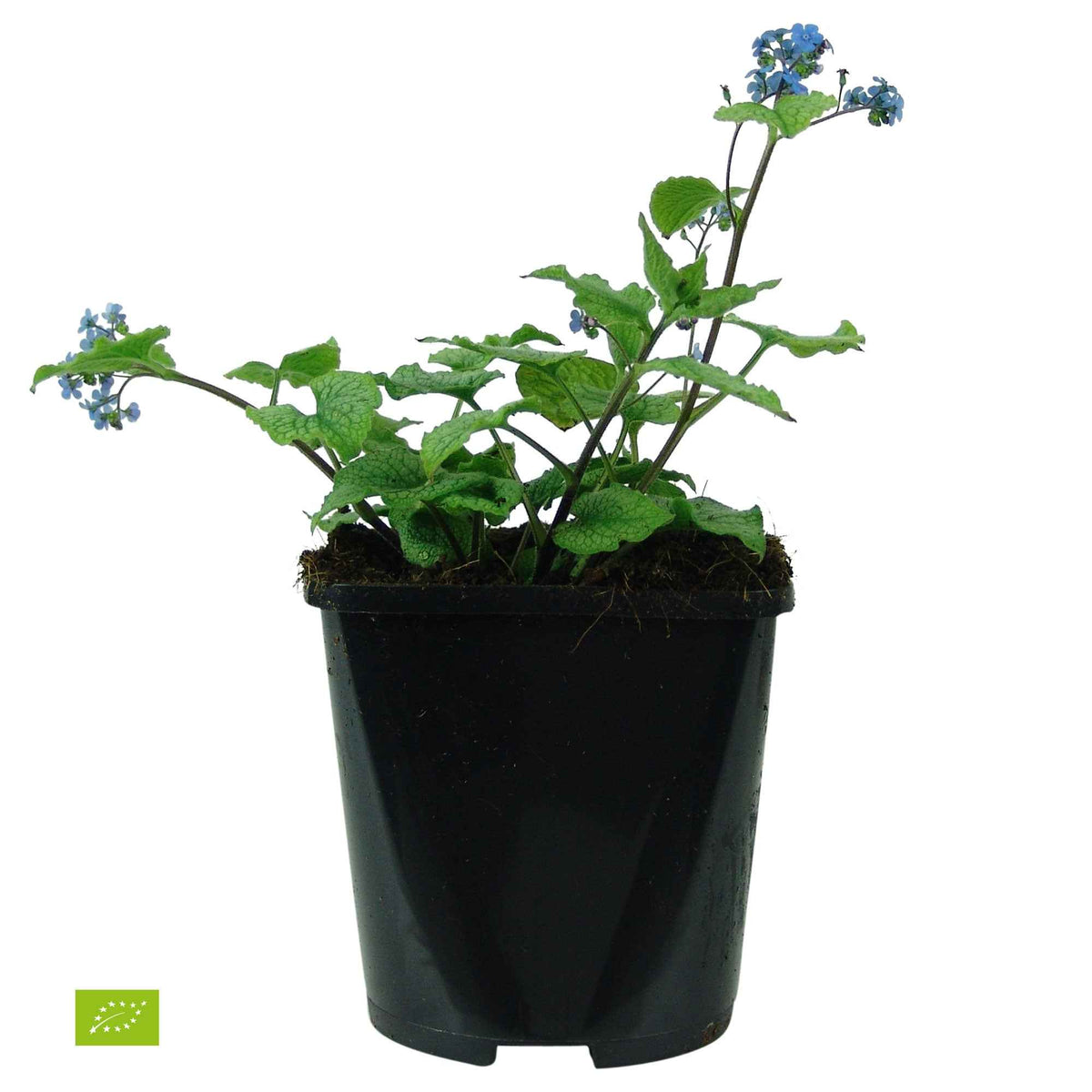 Myosotis du Caucase 'Alexander's Great' - Brunnera macrophylla alexanders great - Bakker