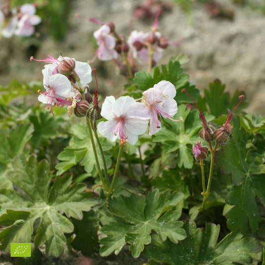 Géranium vivace cantabrigiense 'Biokovo' - Bakker