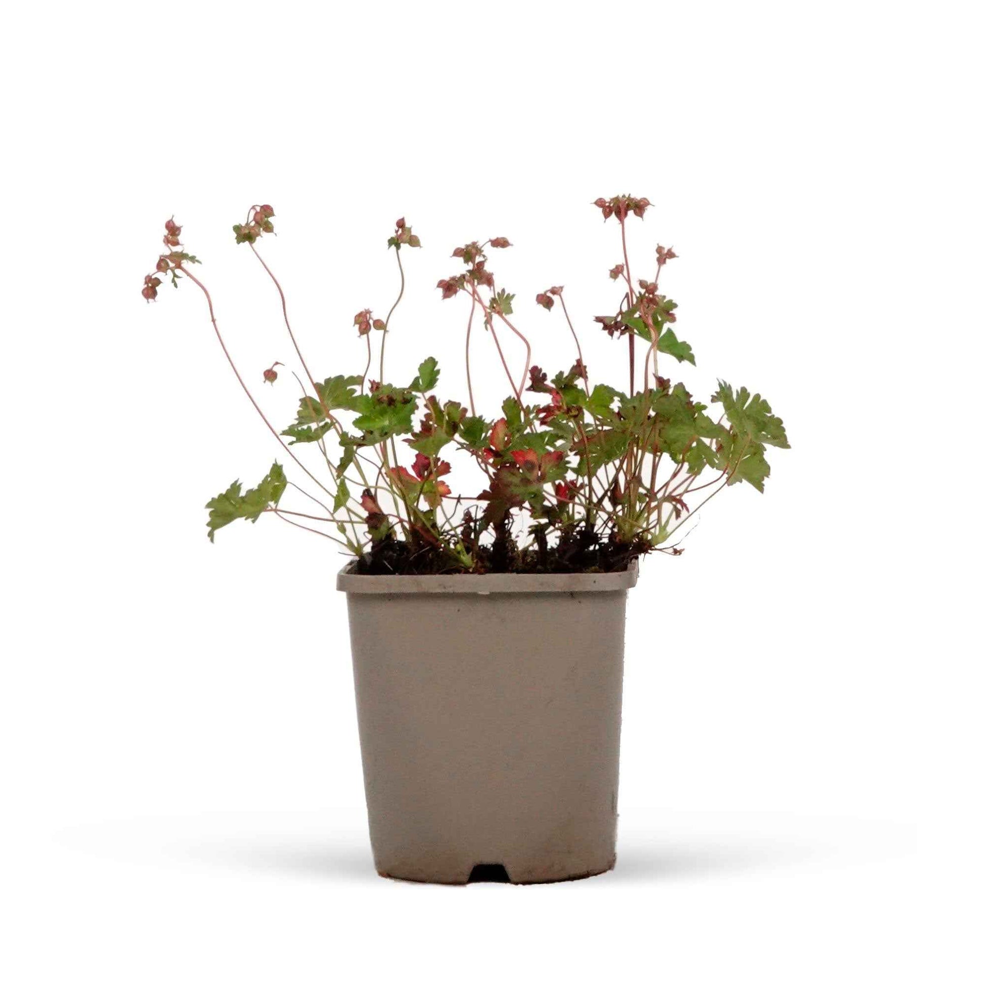 Géranium vivace cantabrigiense Biokovo - 1x hauteur de livraison 25-35 cm, pot de Diamètre 13 cm - Arbustes à papillons et plantes mellifères - undefined