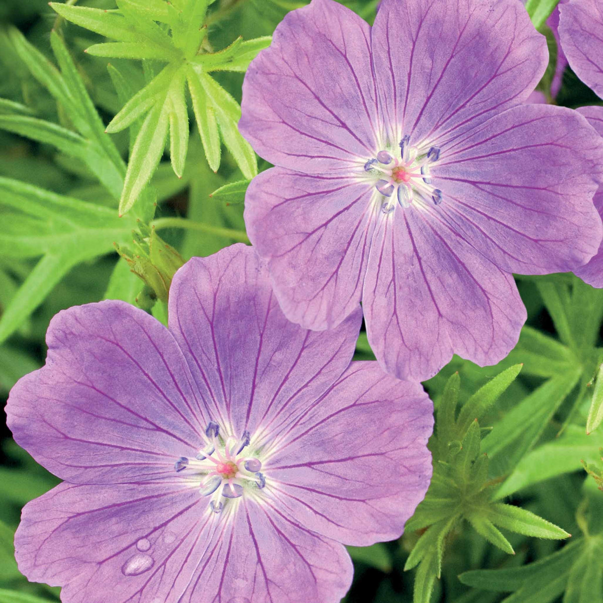 Géranium vivace sanguin rose foncé - Geranium sanguineum - Bakker