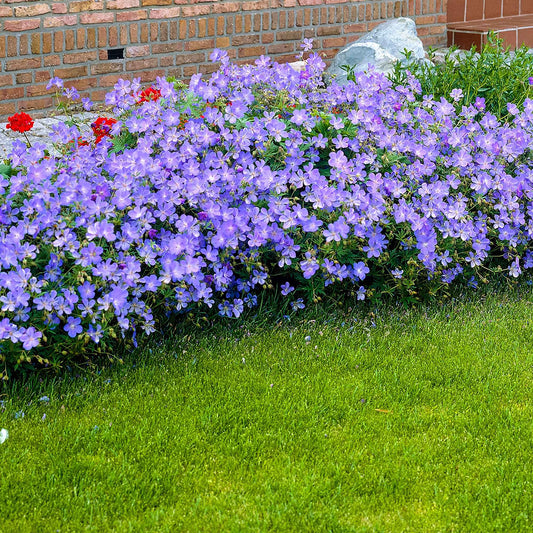 Géranium vivace Johnsons Blue - Bakker