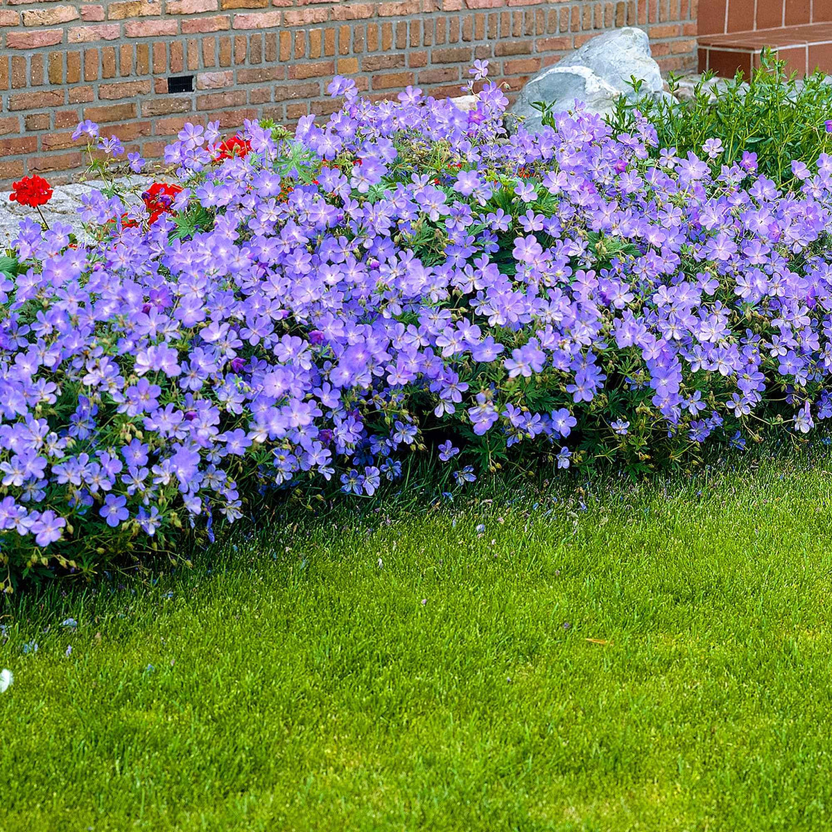 Géranium vivace Johnsons Blue - Bakker
