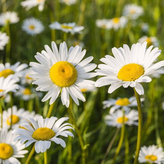 Grande marguerite 'Maikönigin' - Arbustes à papillons et plantes mellifères