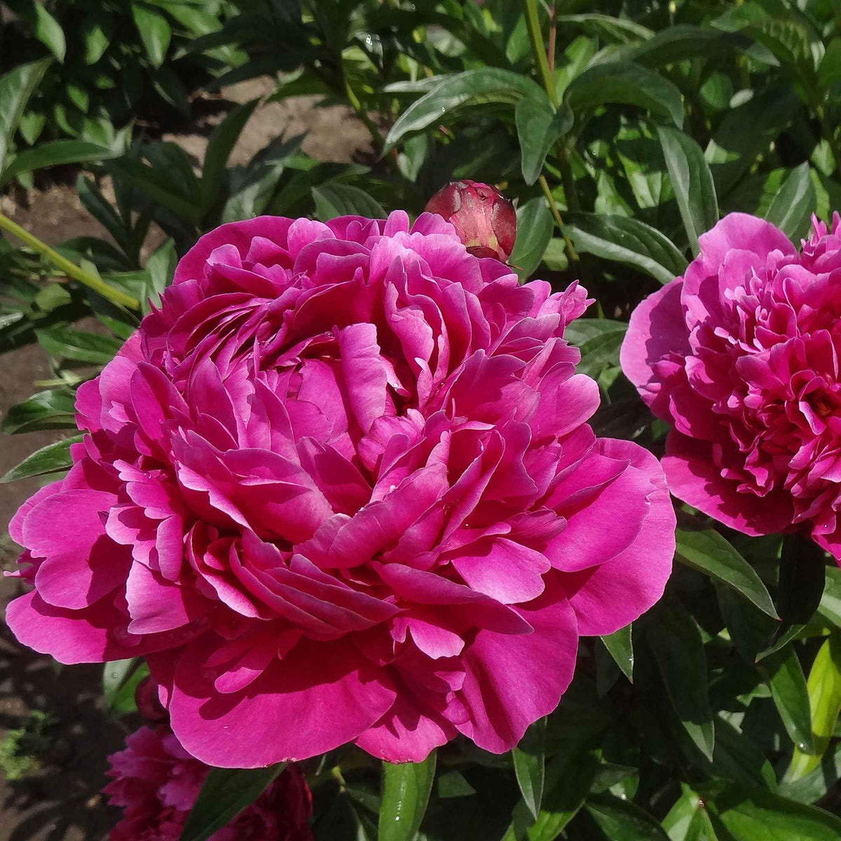 Pivoines - Trio de Pivoines rose et rouge  - Paeonia lactiflora Sarah Bernhardt, Sorbet, Karl Rosenfield