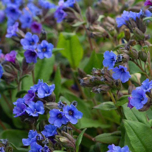 Pulmonaire 'Blue Ensign' - Arbustes à papillons et plantes mellifères