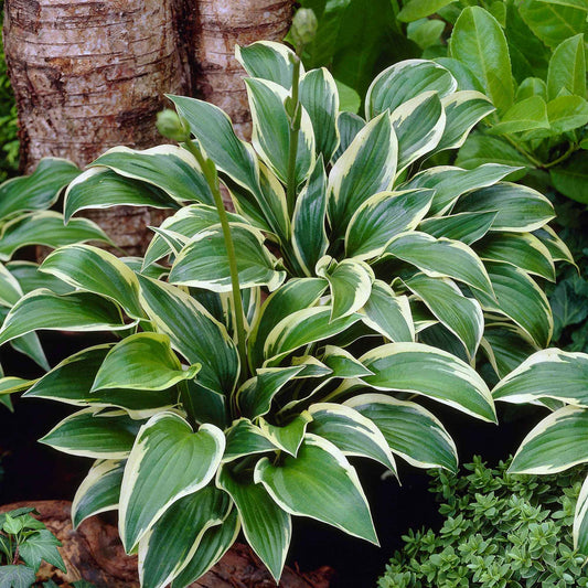 Hosta 'Queen Josephine' - Bakker