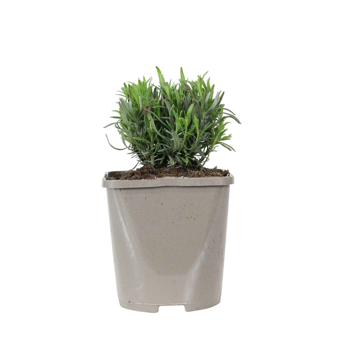 Lavandula angustifolia rosea - Lavande 'Rosea' - Lavande